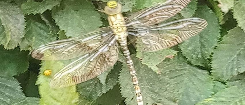 A dragonfly with a yellow head and striped body is perched on a green leaf.