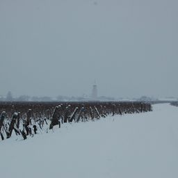 Eine verschneite Landschaft mit einem Weinberg im Vordergrund und einem Turm in der Ferne.