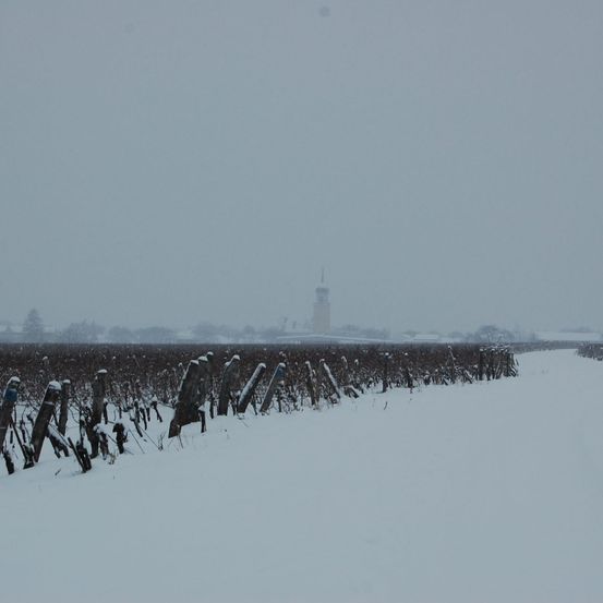 Eine verschneite Landschaft mit einem Weinberg im Vordergrund und einem Turm in der Ferne.