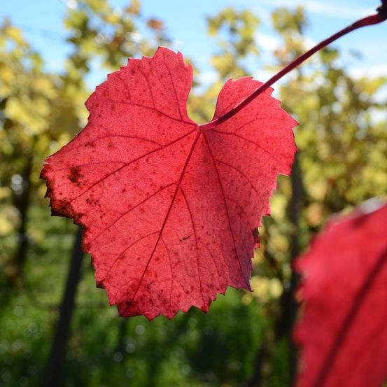 Ein Nahaufnahme eines leuchtend roten Blattes, wahrscheinlich von einer Weinrebe, ist vor einem Hintergrund verschwommenen grünen Laubs und blauem Himmel zu sehen.