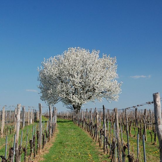 Ein Kirschbaum blüht in einem Weinberg unter einem klaren blauen Himmel. Der Baum steht hoch aufragend zwischen Rebenreihen, umgeben von grünem Gras und Holzpfählen.