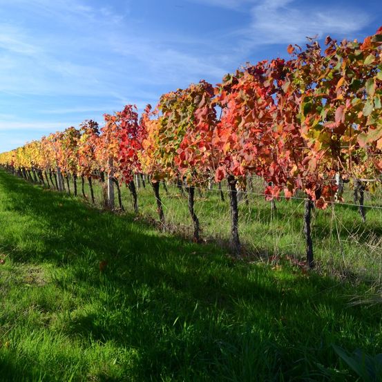 Ein Weinberg mit Weinreben, die leuchtend rote und orangefarbene Blätter zeigen, unter einem blauen Himmel mit verstreuten Wolken. Die Reben werden von Holzpfählen gestützt.