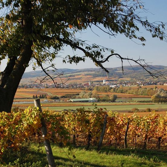 Ein Weinberg im Herbst, mit goldenen Blättern und einem entfernten Dorf unter einem klaren blauen Himmel.