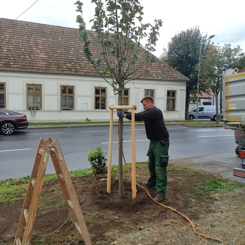 Ein Mann pflanzt einen Baum am Straßenrand mit einer Leiter in der Nähe. Ein Gebäude und Autos sind im Hintergrund.
