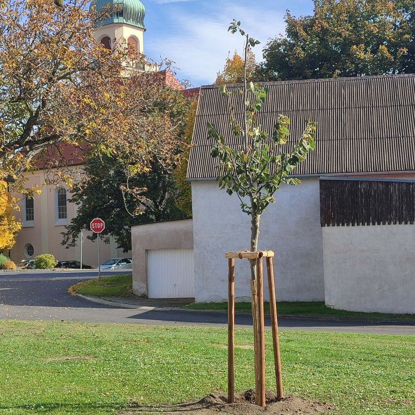 Ein kleiner Baum steht in einem Rasenbereich in der Nähe eines Gebäudes mit einem Stoppschild und einer Kirche im Hintergrund.