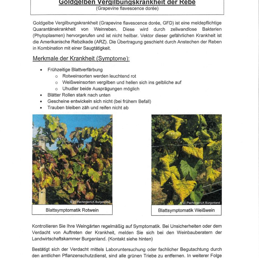 Goldgelbe Vergilbungskrankheit (Grapevine flavescence dorée, GFD) ist eine meldepflichtige Quarantänekrankheit von Weinreben. Diese wird durch zellwandlose Bakterien (Phytoplasmen) hervorgerufen und ist nicht heilbar. Vektor dieser gefährlichen Krankheit ist die Amerikanische Rebizide (ARZ). Die Übertragung geschieht durch Anstechen der Reben in Kombination mit einer Saugtätigkeit.