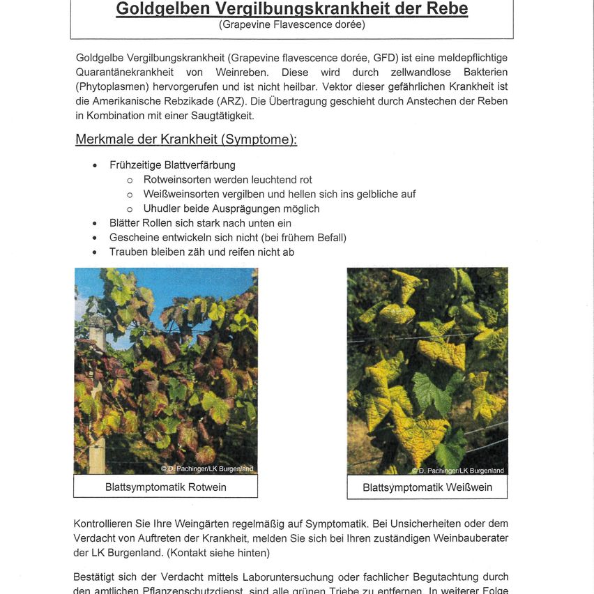 Goldgelbe Vergilbungskrankheit der Rebe (Grapevine flavescence dorée, GFD) ist eine meldepflichtige Quarantänekrankheit von Weinreben. Sie wird durch zellwandlose Bakterien (Phytoplasmen) hervorgerufen und ist nicht heilbar. Vektor dieser gefährlichen Krankheit ist die Amerikanische Reblaus (APZ). Die Übertragung geschieht durch Anstechen der Reben in Kombination mit einer Saugtätigkeit.