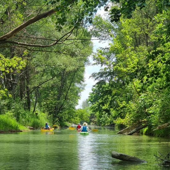 Bild enthält, Jungle, Nature, Outdoors, Vegetation, Water, Scenery, Canoeing, Land, Tree, Woodland