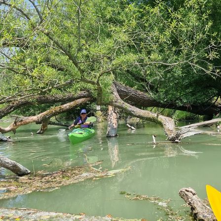 Bild enthält, Water, Vegetation, Boat, Canoe, Canoeing, Person, Jungle, Outdoors, Tree, Land