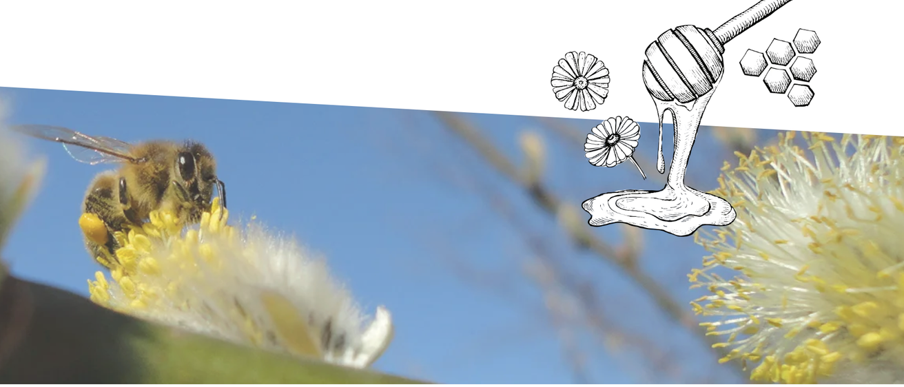 Bild enthält, Animal, Bee, Honey Bee, Insect, Invertebrate, Apidae, Wasp, Bumblebee, Plant, Pollen