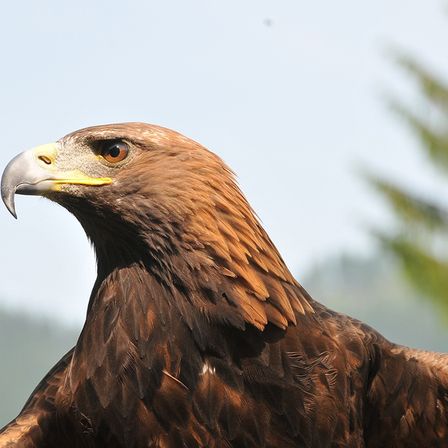 Ein Nahaufnahme des Kopfes eines Adlers, der golden-braune Federn, einen scharfen Schnabel und durchdringende Augen gegen einen verschwommenen Hintergrund von Bäumen zeigt.
