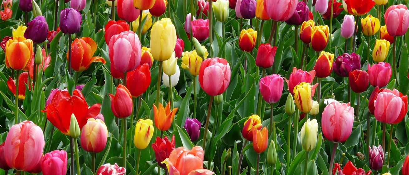 Bild enthält, Flower, Plant, Tulip, Outdoors, Nature