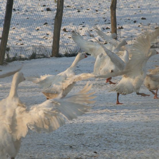 Bild enthält, Animal, Bird, Goose, Waterfowl, Flock
