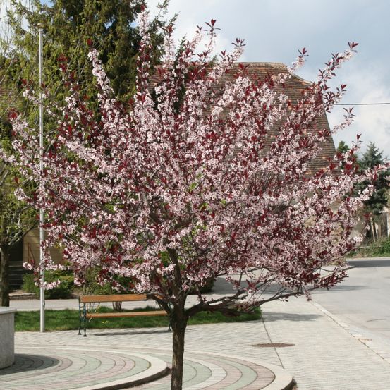 Bild enthält, Flower, Plant, Bench, Furniture, Path, Walkway, Tree, Cherry Blossom, Outdoors