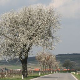 Bild enthält, Plant, Tree, Tree Trunk, Outdoors, Scenery, Road, Flower, Grass, Tarmac, Cherry Blossom