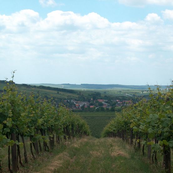 Bild enthält, Nature, Outdoors, Countryside, Rural, Farm, Vineyard