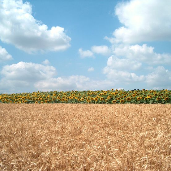 Bild enthält, Nature, Outdoors, Sky, Horizon, Field, Agriculture, Food, Grain, Produce, Summer