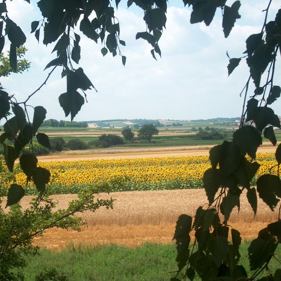 Bild enthält, Leaf, Field, Grassland, Nature, Outdoors, Scenery, Savanna, Countryside, Tree, Landscape