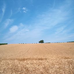 Bild enthält, Horizon, Nature, Outdoors, Sky, Field, Scenery, Agriculture, Food, Grain, Produce