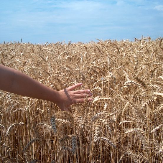 Bild enthält, Person, Food, Grain, Produce, Wheat, Plant, Field