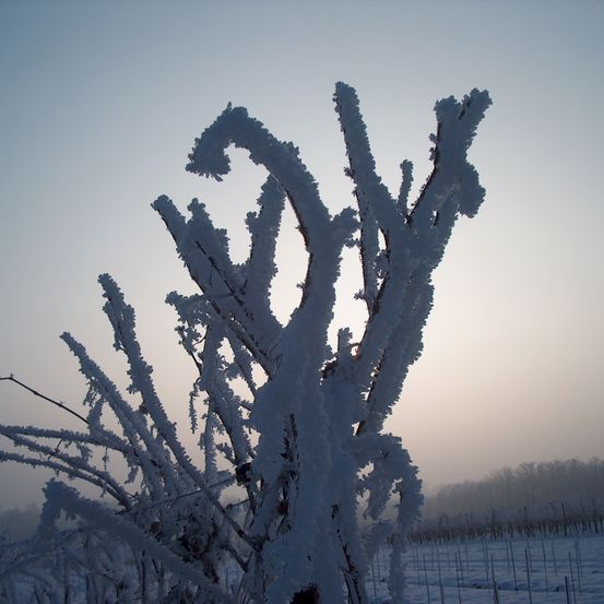 Bild enthält, Ice, Nature, Outdoors, Weather, Frost, Snow, Plant