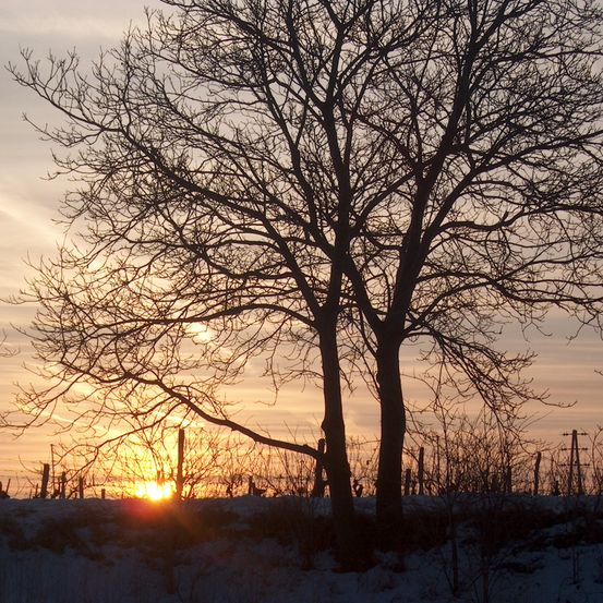 Bild enthält, Nature, Outdoors, Sky, Sunset, Sunrise, Sunlight, Tree, Flare, Utility Pole, Scenery