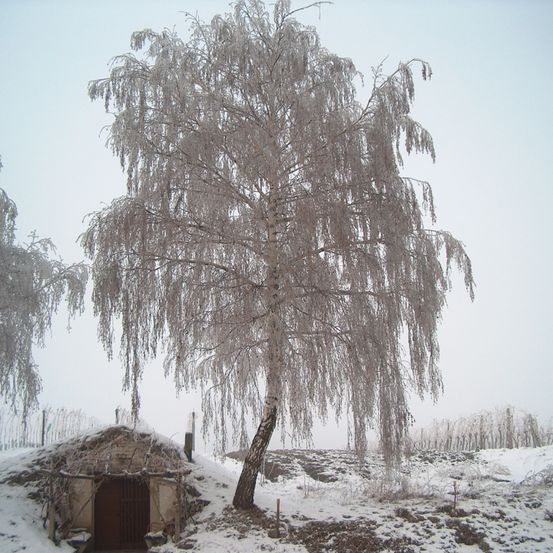 Bild enthält, Outdoors, Shelter, Tree, Countryside, Hut, Nature, Rural, Weather, Snow, Housing