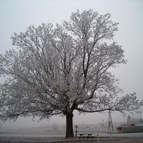 Bild enthält, Nature, Outdoors, Weather, Ice, Plant, Tree, Tree Trunk, Frost, Snow