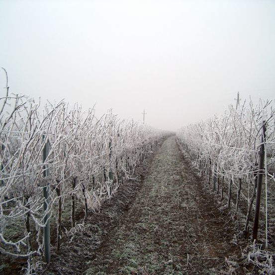 Bild enthält, Ice, Nature, Outdoors, Weather, Frost, Snow, Plant