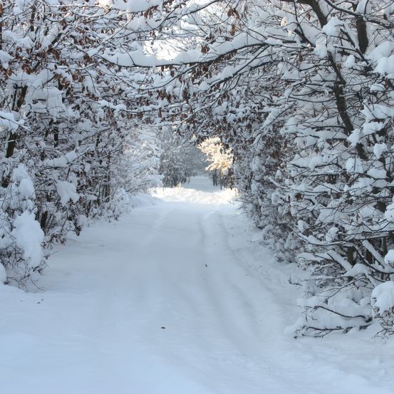 Bild enthält, Nature, Outdoors, Tree, Winter, Weather, Snow, Vegetation, Blizzard, Scenery, Ice