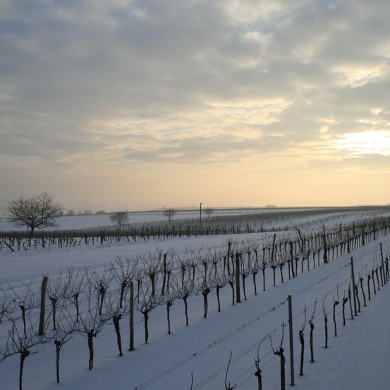 Bild enthält, Nature, Outdoors, Scenery, Countryside, Rural, Farm, Vineyard, Sky