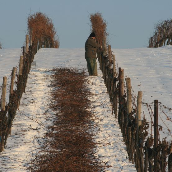 Bild enthält, Outdoors, Nature, Person, Countryside, Fence, Plant, Tree, Rural