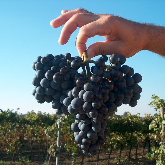 Bild enthält, Fruit, Grapes, Produce, Outdoors, Nature, Person, Countryside, Rural, Farm, Vine