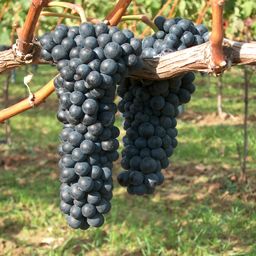 Bild enthält, Fruit, Grapes, Produce, Nature, Outdoors, Countryside, Vine, Rural, Farm, Vineyard