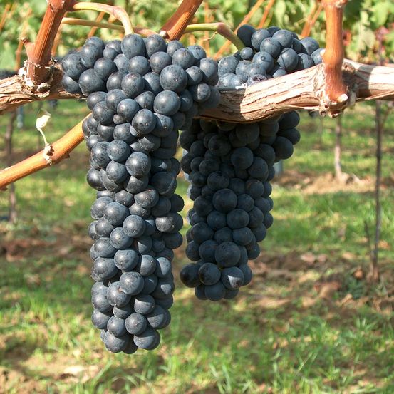 Bild enthält, Fruit, Grapes, Produce, Nature, Outdoors, Countryside, Vine, Rural, Farm, Vineyard