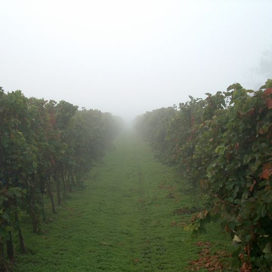 Bild enthält, Nature, Outdoors, Weather, Countryside, Fog, Mist, Rural, Farm
