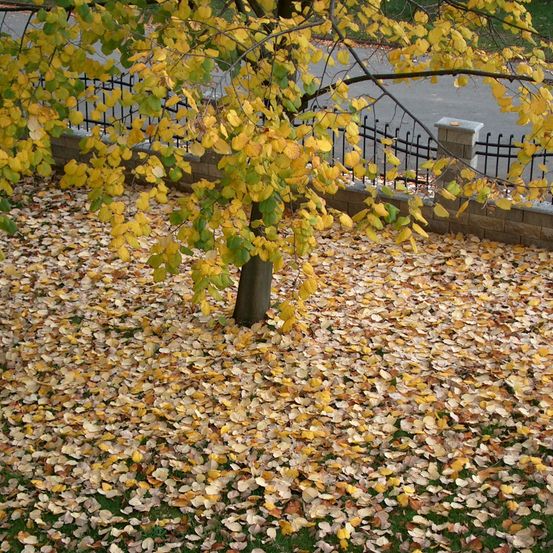 Bild enthält, Leaf, Plant, Tree, Tree Trunk, Autumn, Road, Vegetation, Grass