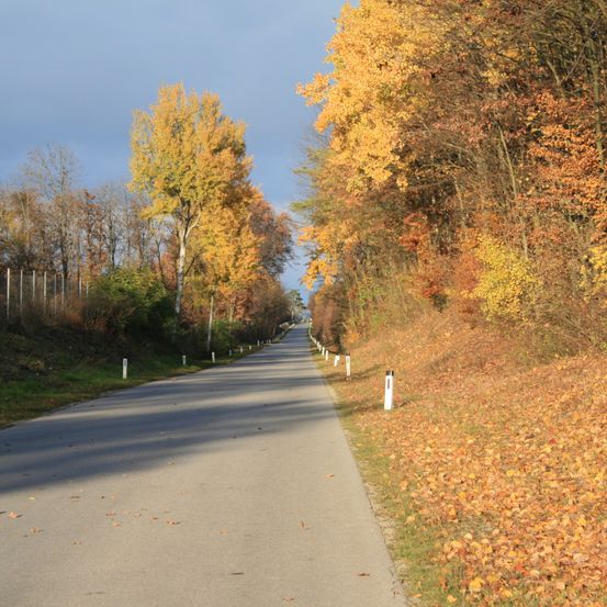 Bild enthält, Road, Tarmac, Freeway, Highway, Plant, Tree, Autumn