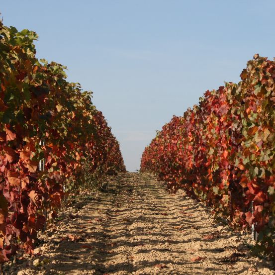 Bild enthält, Nature, Outdoors, Countryside, Rural, Farm, Vineyard, Leaf, Plant