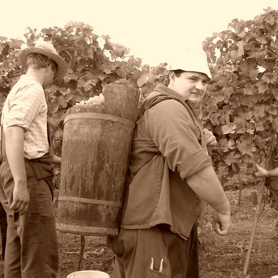 Bild enthält, Garden, Nature, Outdoors, Countryside, Gardener, Person, Adult, Male, Man, Harvest