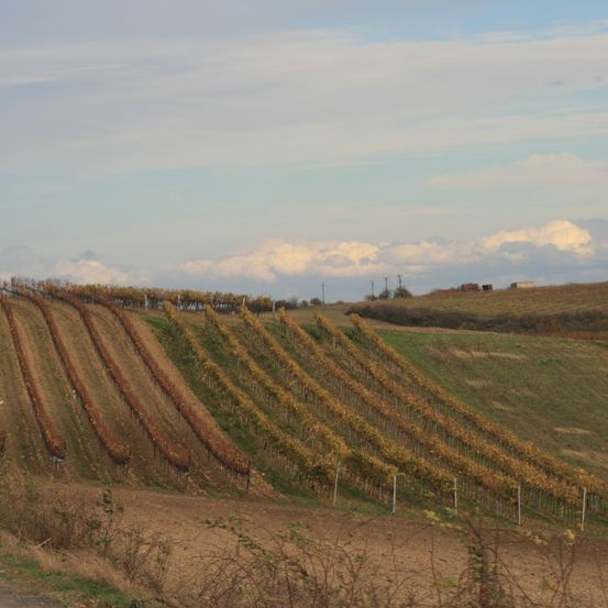 Bild enthält, Nature, Outdoors, Countryside, Rural, Farm, Vineyard, Field