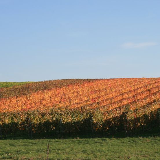Bild enthält, Nature, Outdoors, Countryside, Rural, Farm, Vineyard