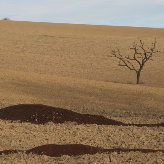 Bild enthält, Field, Grassland, Nature, Outdoors, Soil, Ground, Plant