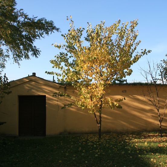 Bild enthält, Outdoors, Shelter, Countryside, Hut, Nature, Rural, Tree, Tree Trunk, Grass, Housing