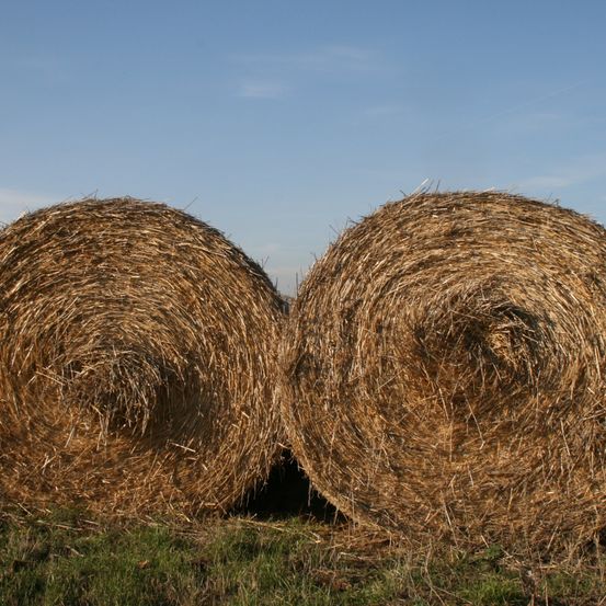 Bild enthält, Countryside, Nature, Outdoors, Straw, Animal, Livestock, Mammal, Sheep