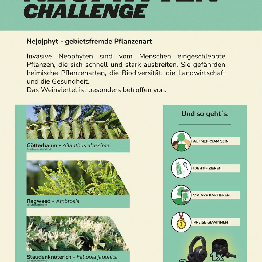 An infographic about invasive neophytes, featuring images of three plants: Götterbaum, Ragweed, and Staudenknöterich. The infographic highlights the challenge of invasive plants and their impact on native flora and biodiversity.