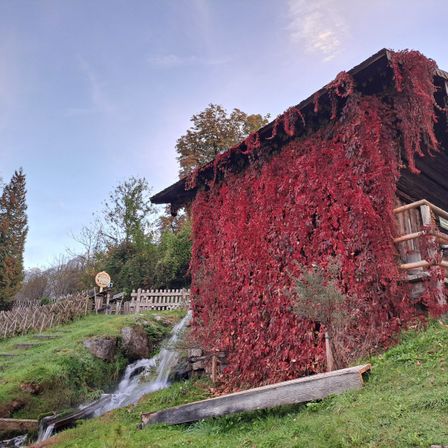 Ein rustikales Holzhaus, das von leuchtend rotem Laub bedeckt ist. Ein kleiner Wasserfall fließt den Hügel hinab und ein Holzzaun umgibt das Gebiet.
