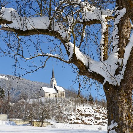 Bild enthält, Tree, Tree Trunk, Nature, Outdoors, Vegetation, Fir, Woodland, Shelter, Scenery, Weather