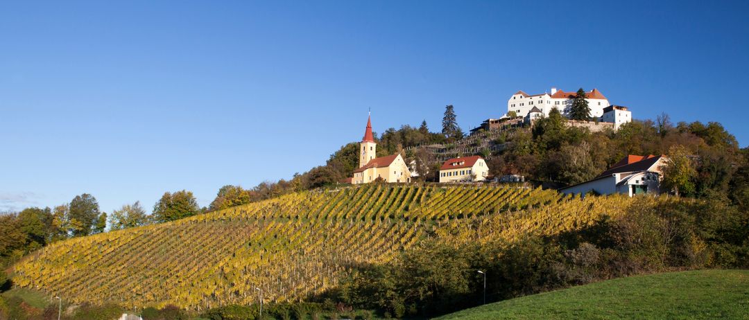 Ein Weinberg mit gelben Trauben auf einem Hügel unter einem klaren blauen Himmel. Es gibt zwei Häuser und eine Kirche mit einem Turm auf dem Hügel.