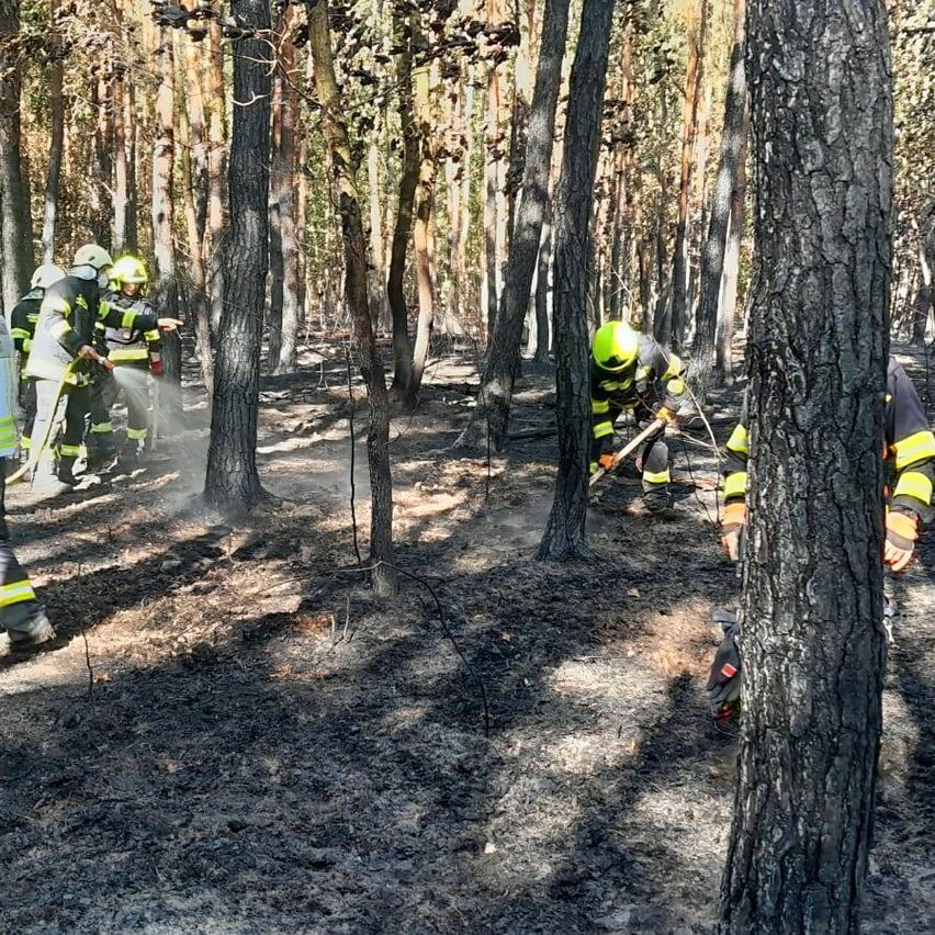 Feuerwehrleute in Schutzkleidung arbeiten in einem verbrannten Wald, einer sprüht Wasser, während andere Werkzeuge benutzen.